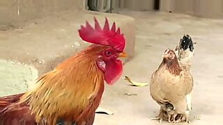 japanese mother chicken son is fucking mom